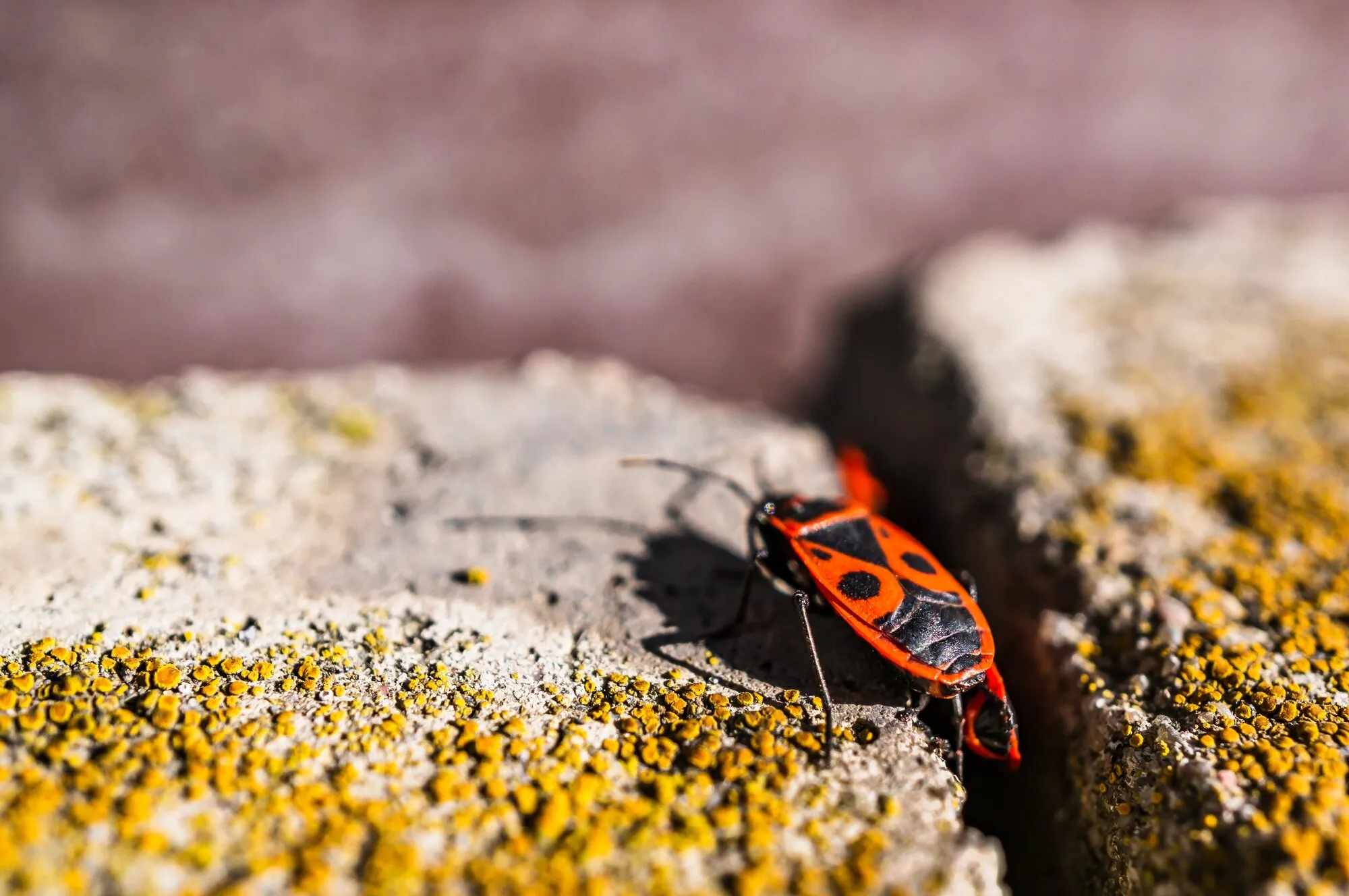 bugsisdead